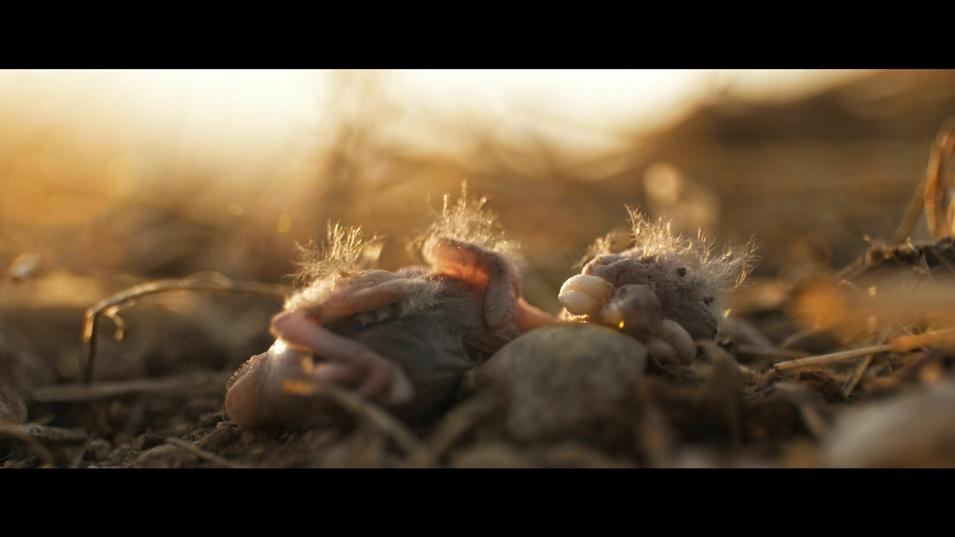 Audi Stiftung für Umwelt stiftet NaturVision Kurzfilmpreis für „Those in Grass Houses“
