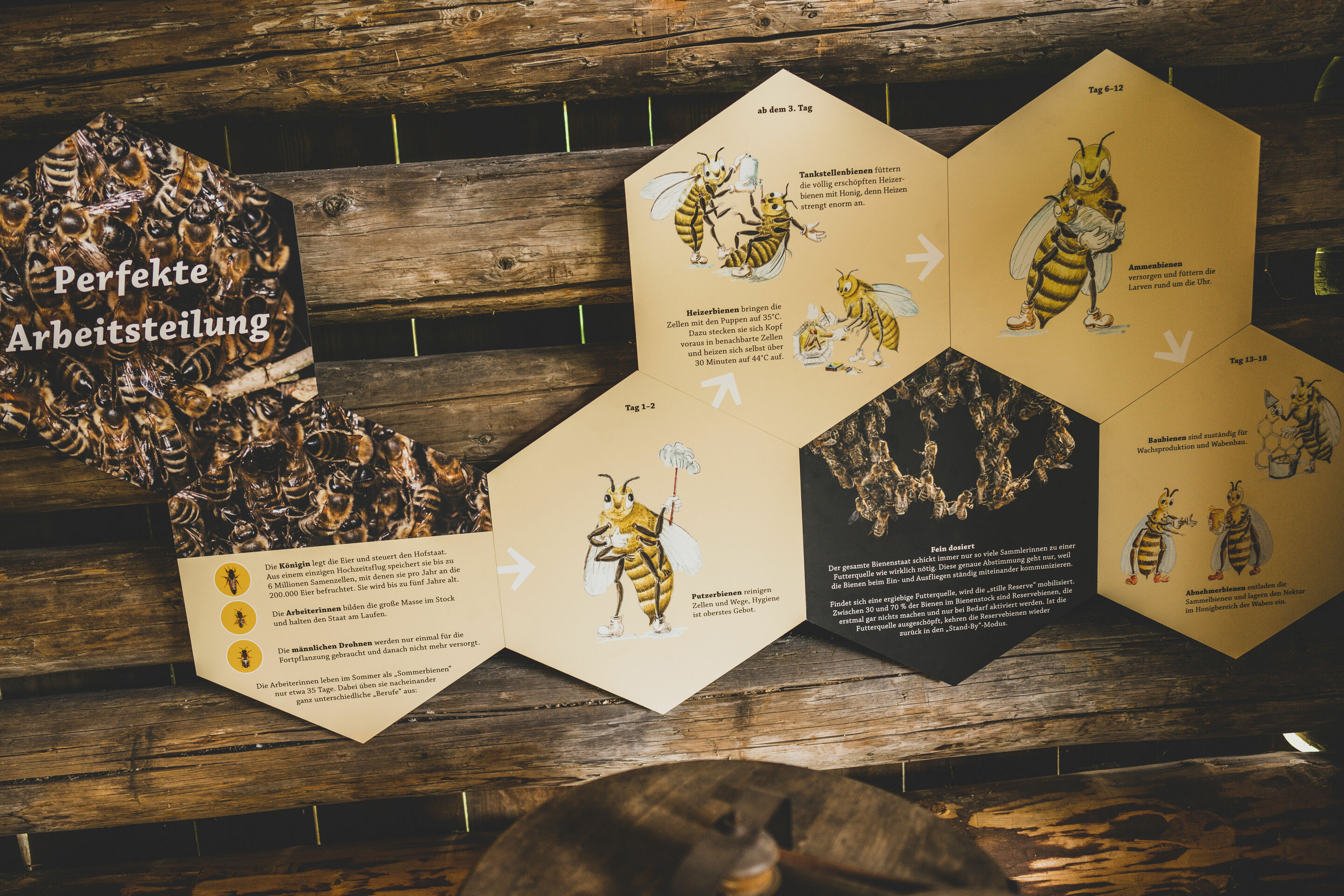 Imkerei im Wandel der Zeit: Entdeckungsreise mit Biene Pauline im Markus-Wasmeier-Museum