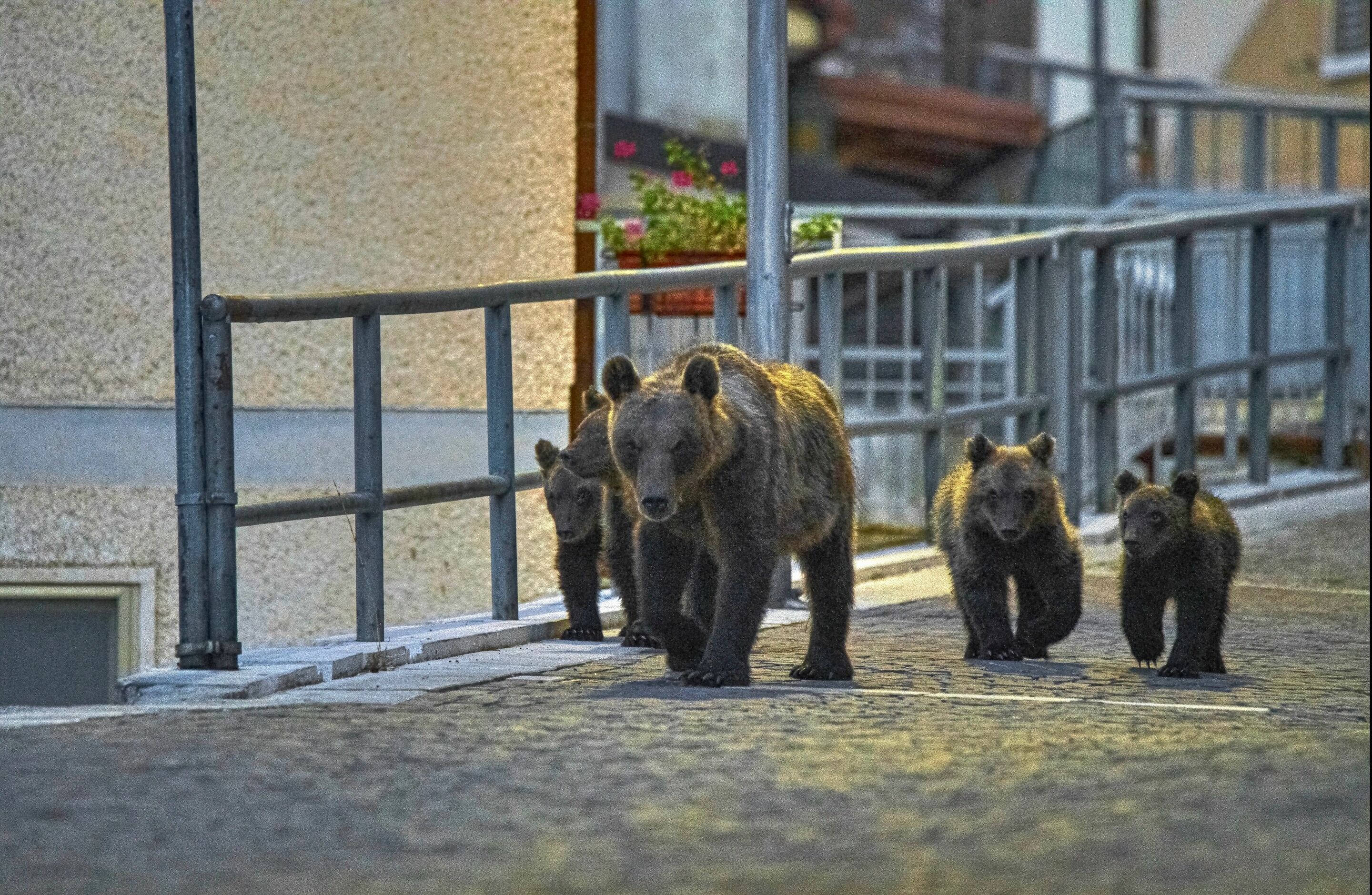 Audi-Umweltstiftung fördert NaturVision Filmfestival: Siegerfilm „My Neighbour is a Bear“