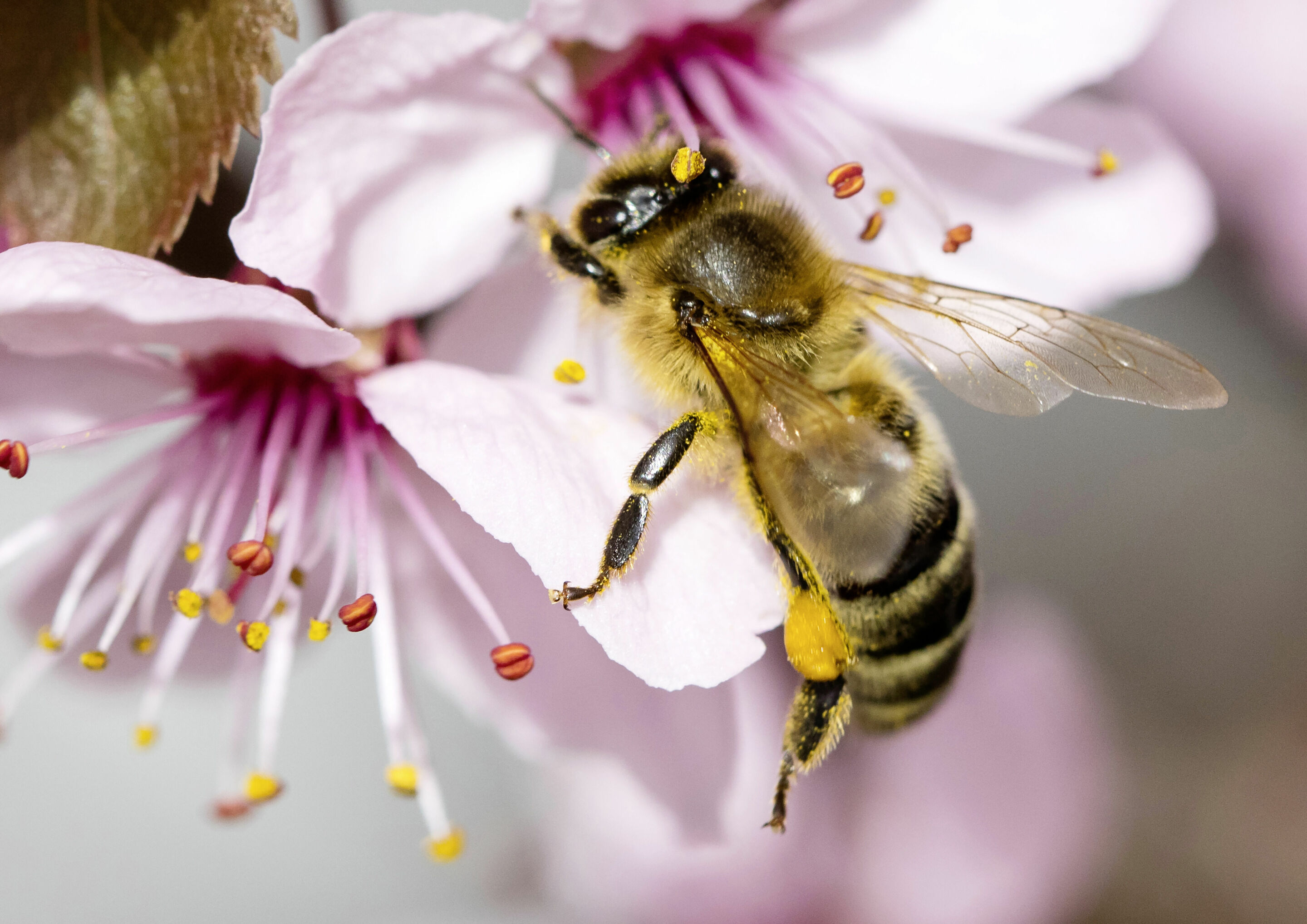 Audi Environmental Foundation: starting signal for “Smart HOBOS” high-tech beehive