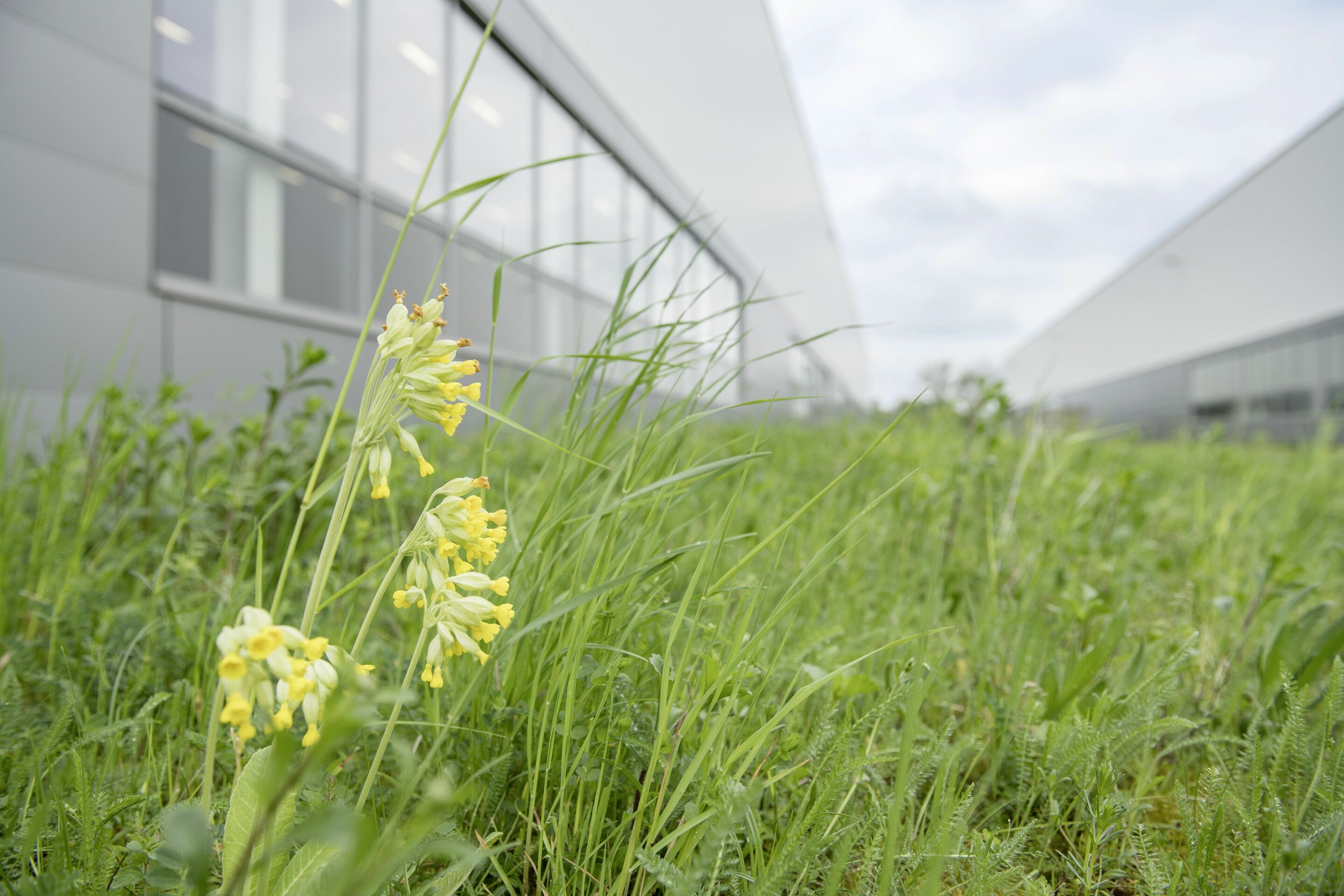 Audi creates near-natural habitat for animals and plants on 17 hectares of the plant site