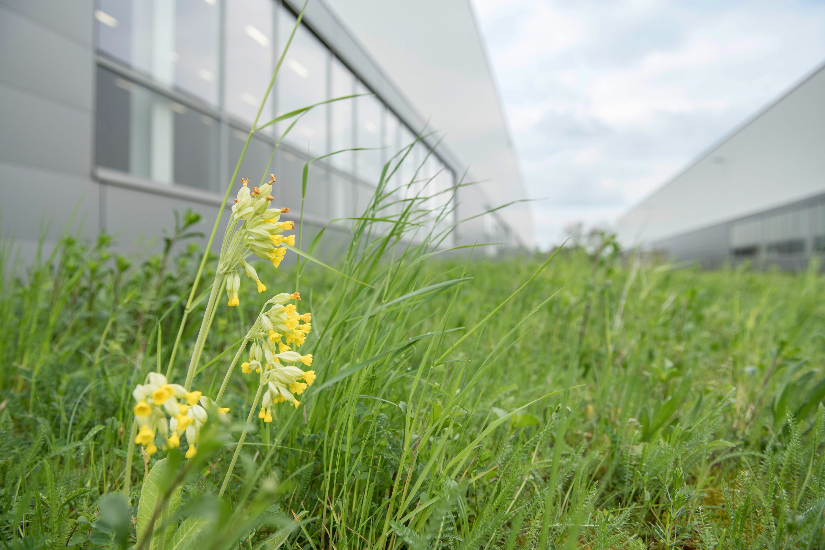 Audi erhält Auszeichnung für Biodiversitätsprojekt am Standort Münchsmünster